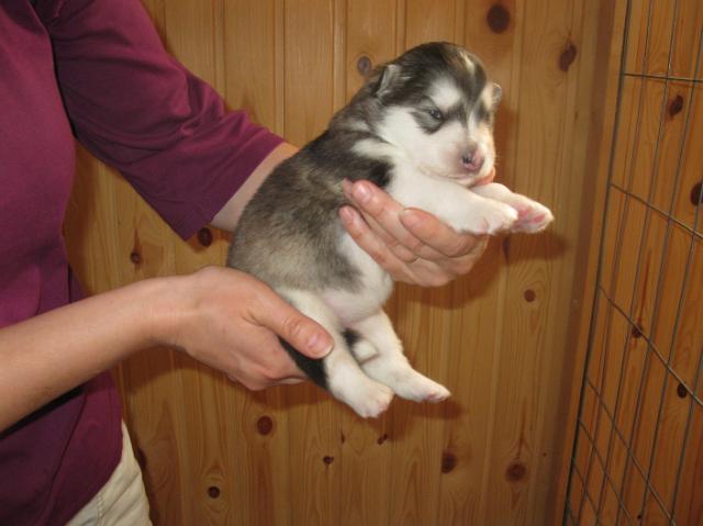 Annan pennut-pups180510092.JPG - 18.5.2010